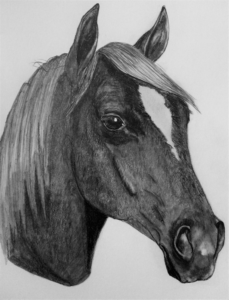 quarter-horse-portrait